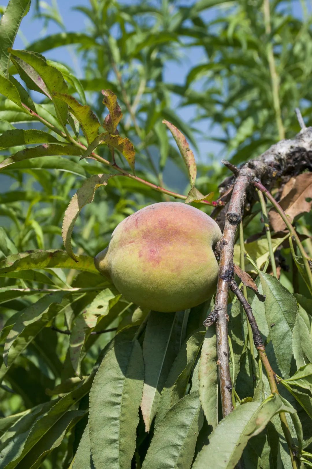 鹰嘴桃脆香甜,赣南鹰嘴桃新鲜现摘