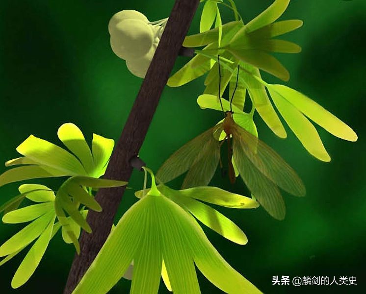 地球物种视频全集,地球动植物合集