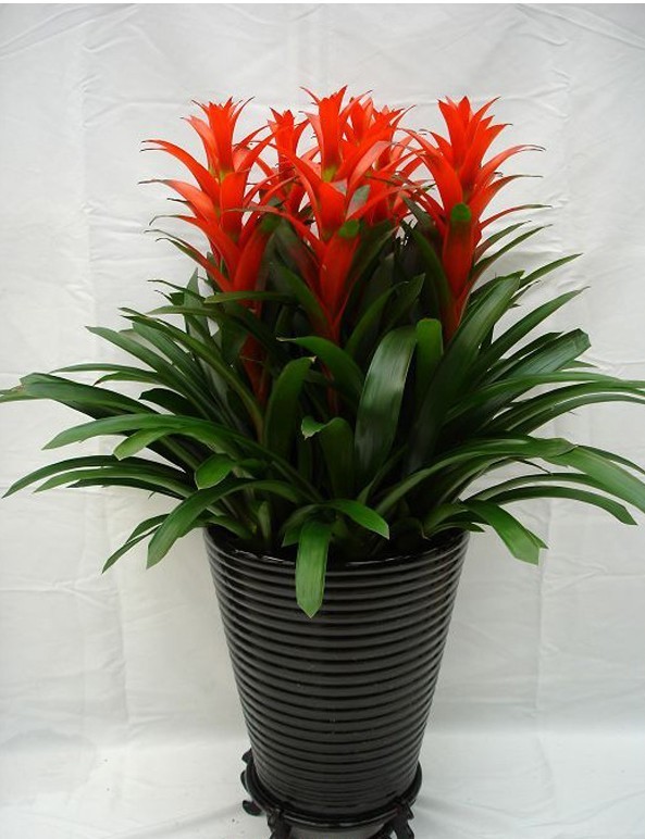 百花齐放春意浓群芳争艳,百花齐放喜迎新春