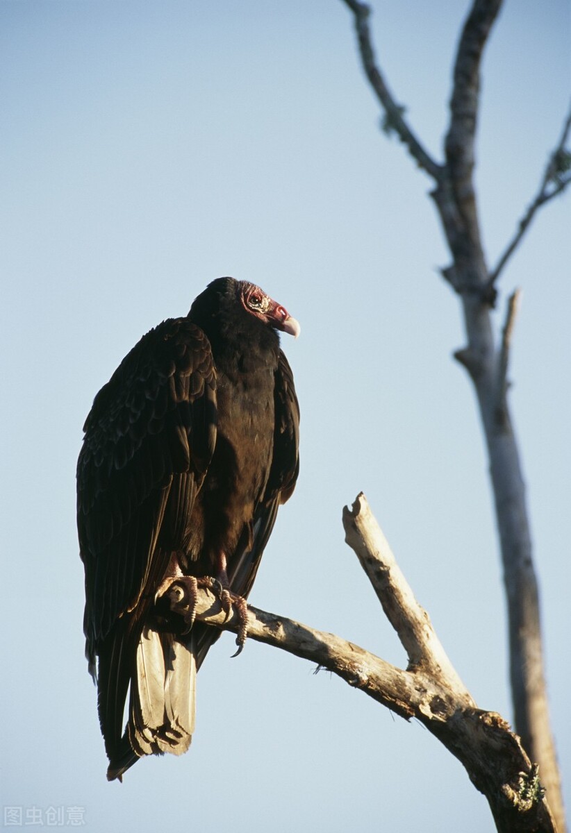 卜算子雪诗词,卜算子咏梅五律