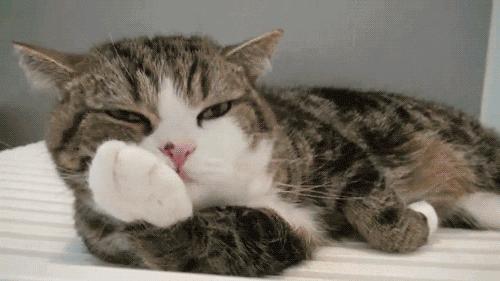 猫咪突然抽筋吐白沫然后死了,猫咪吐白沫水是怎么回事