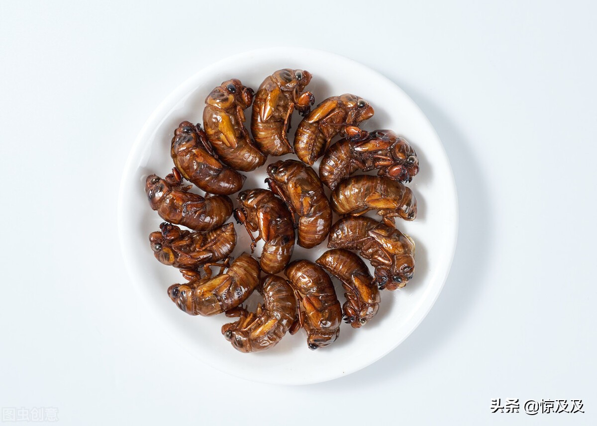 为什么人类不吃虫子,人类饿死概率