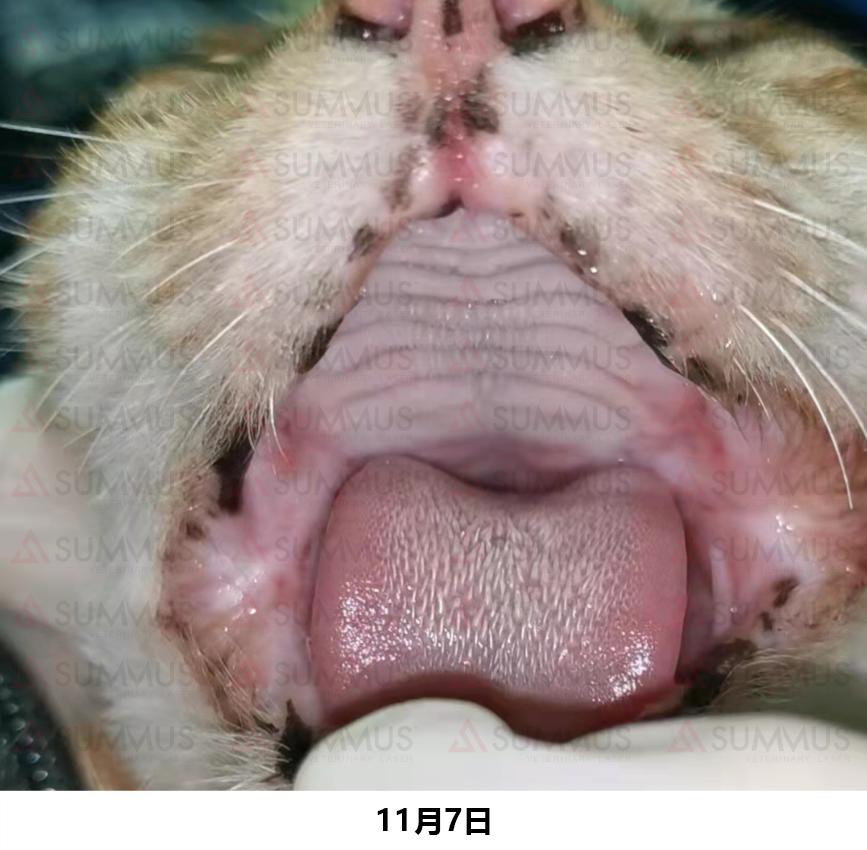 猫咪得了口炎谁有好办法治疗,猫咪得了口炎需要打什么针