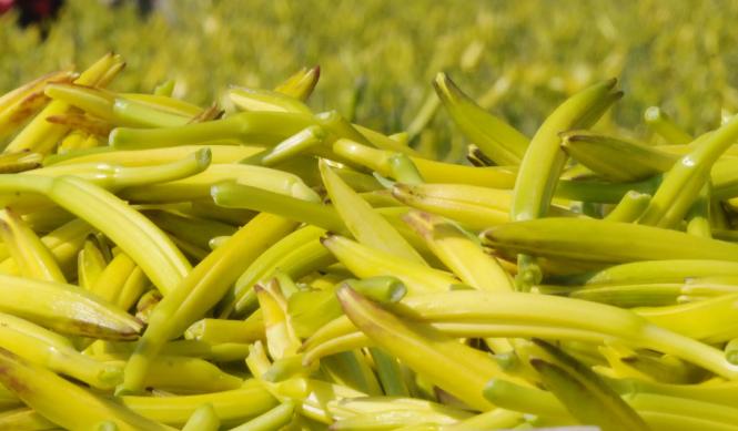 没有什么是“干”不了的-黄花菜烘干工艺