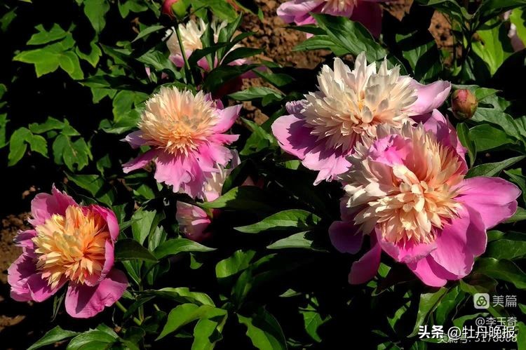 欢聚一堂！放羊倌粉丝文化节在菏泽举办