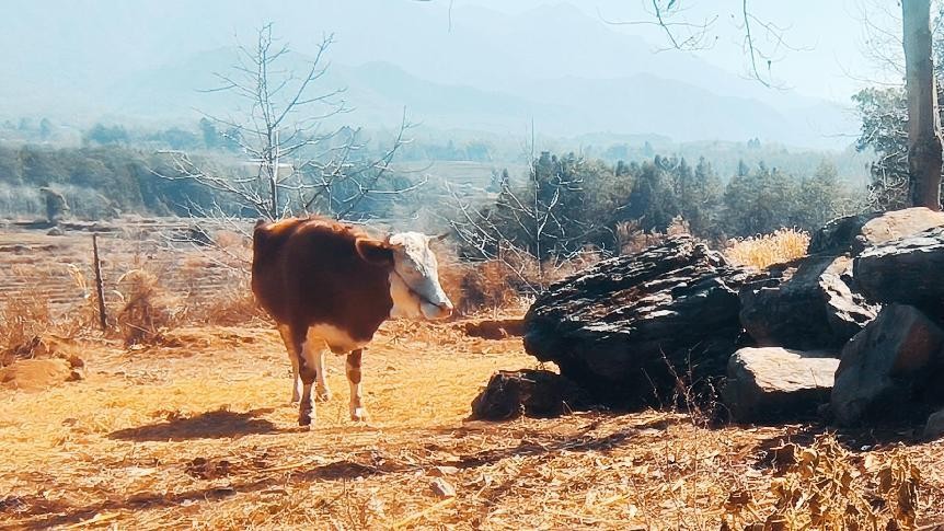 十一月云南旅游攻略腾冲 (从云南腾冲看云南旅游攻略)