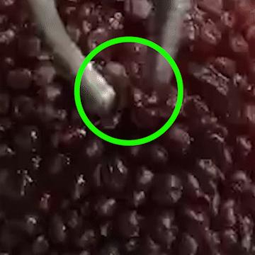 为什么盐水可以泡出杨梅中的虫子,杨梅用盐水泡多久泡出虫子