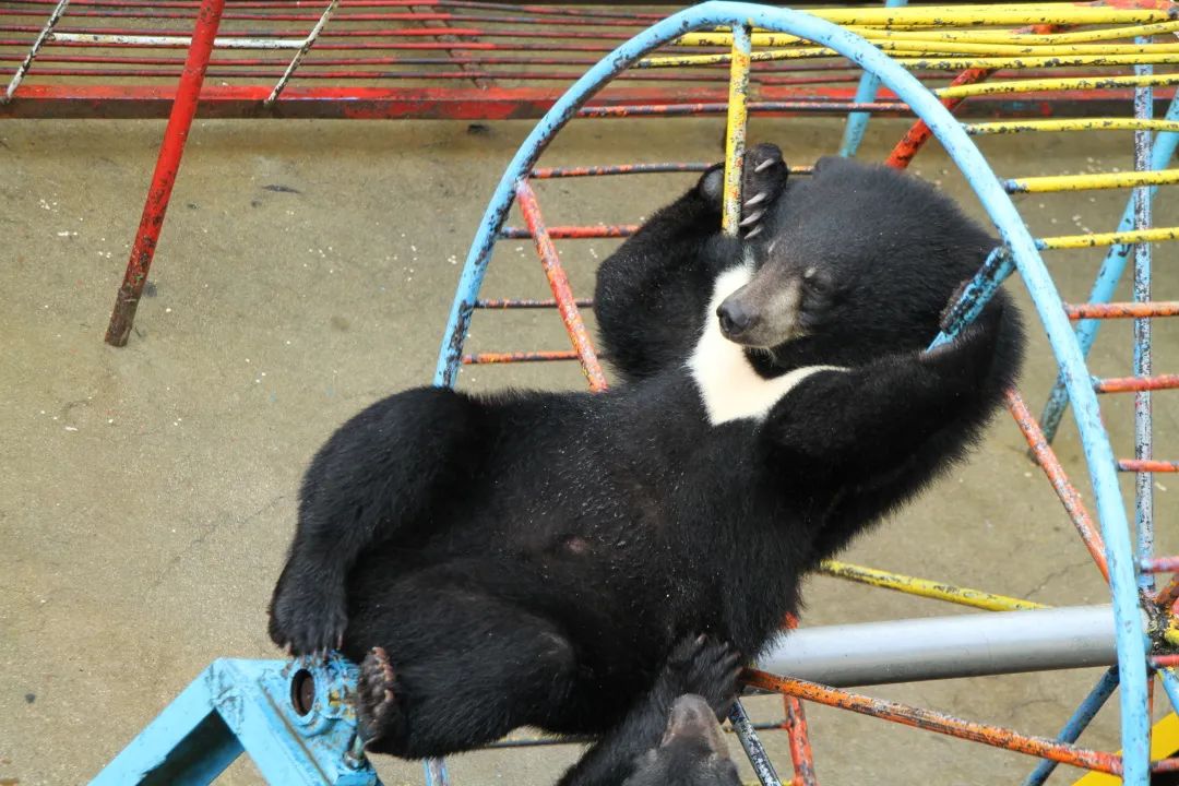 黑宝熊乐园需要自带泳圈吗,2020年黑宝熊乐园门票