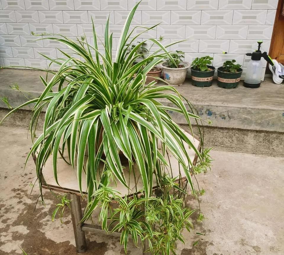 24小时吸甲醛释放氧气的花,刚装修好的房养啥花好能吸甲醛