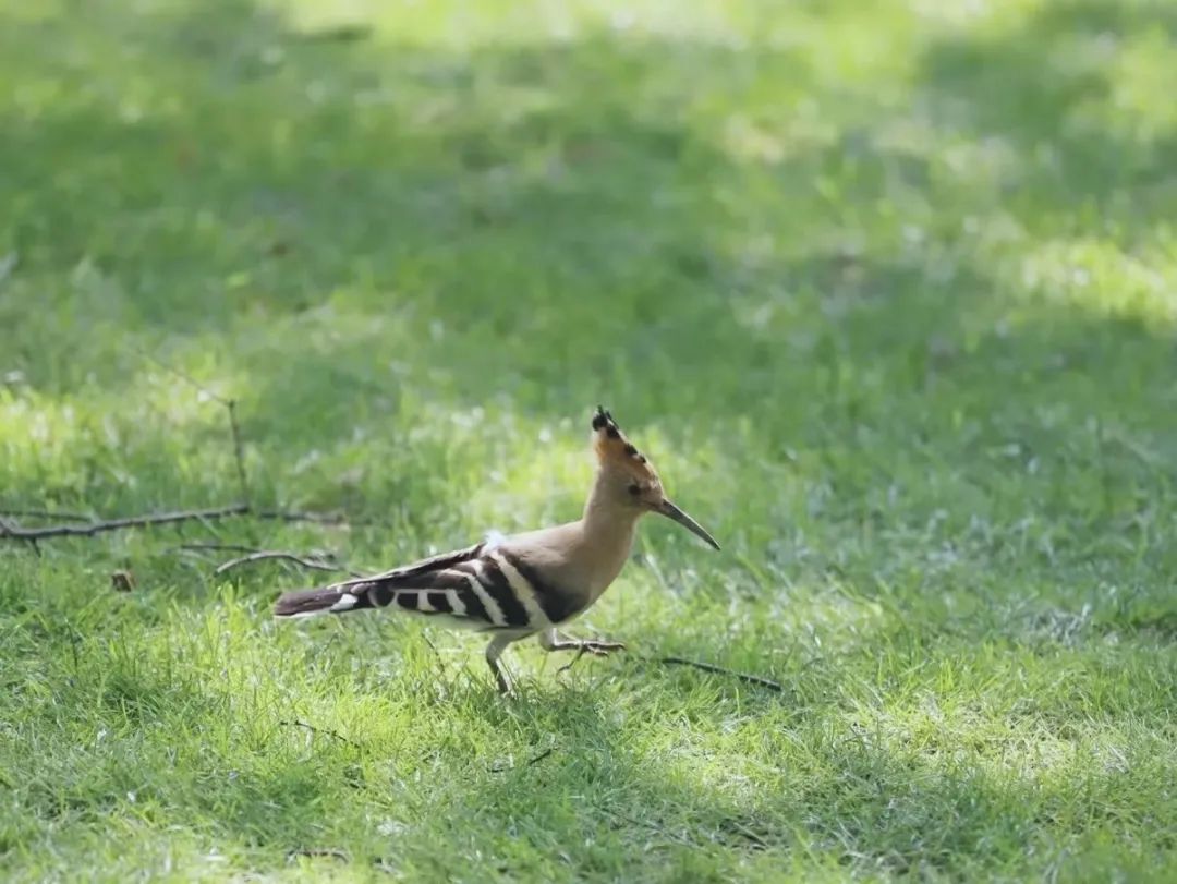 师大寻鸟记，这些小可爱，你都见过吗？