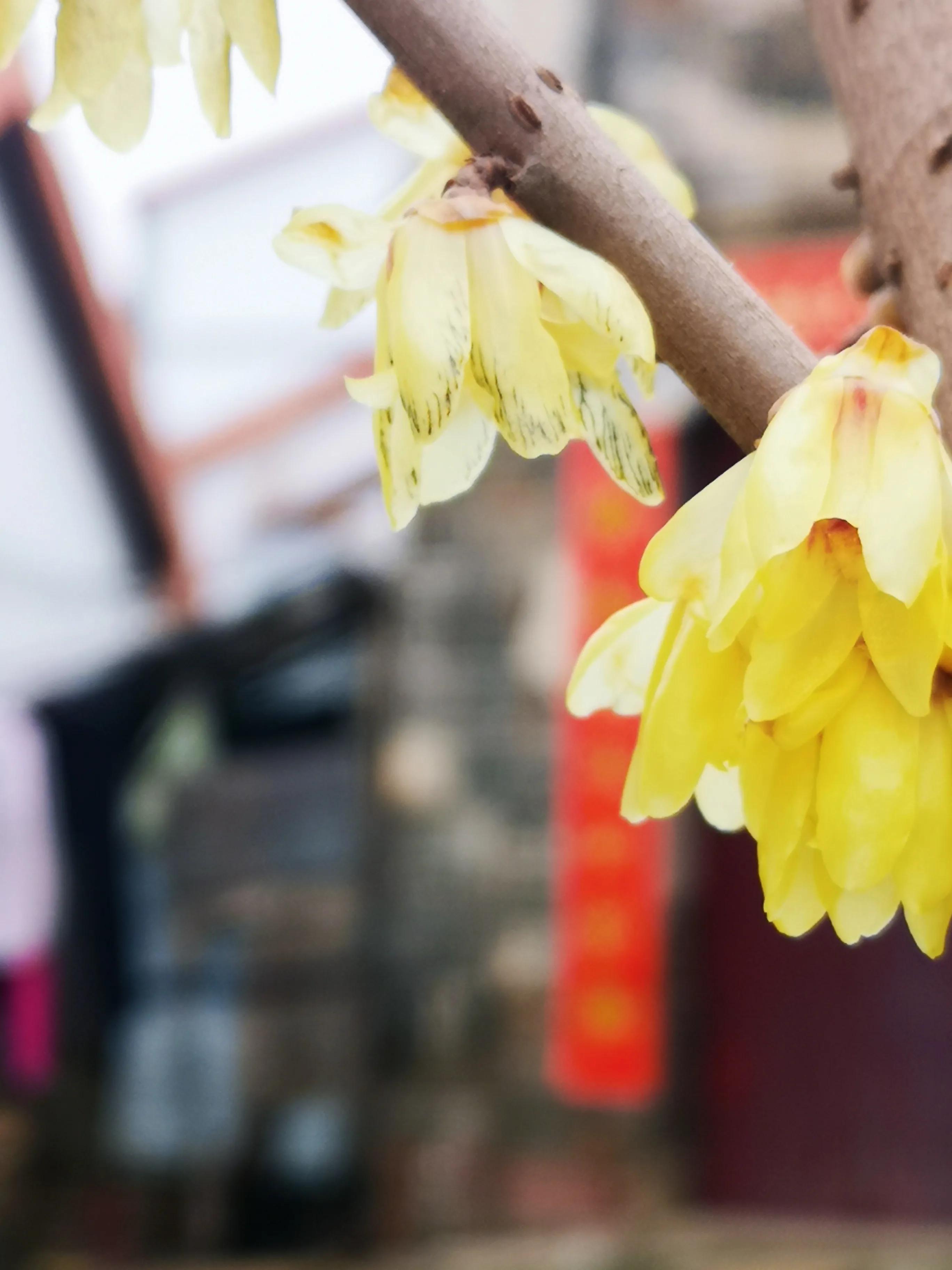 两岁读诗出口成章（天才养成计划之一）