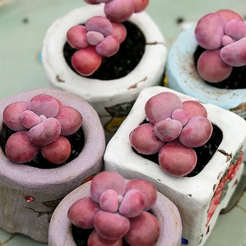 多肉桃蛋怎么养老桩,桃蛋多肉老桩