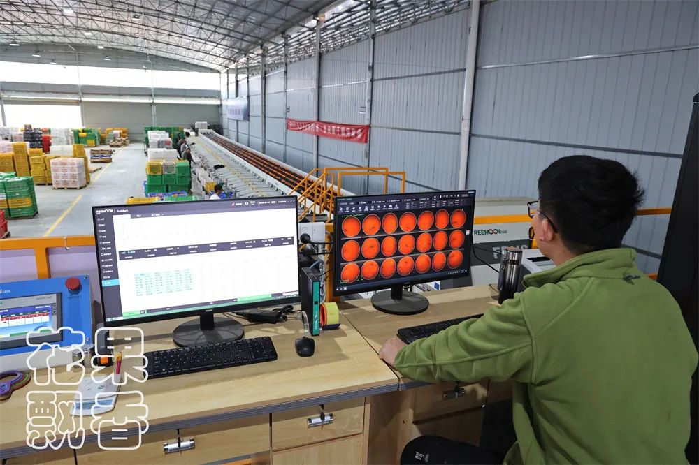 从0.6元到4元,优质优价能否引领农民种好果?