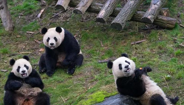 最喜爱大熊猫的前六名国家,世界上最宠大熊猫的6个国家