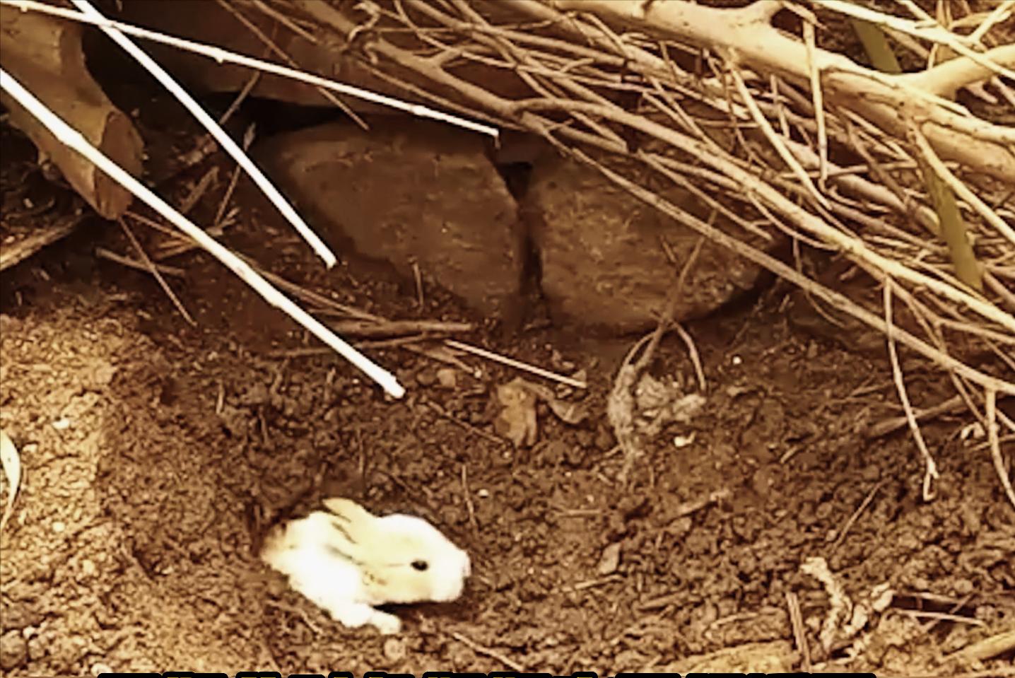 为什么国外野兔会成灾,国外野兔泛滥成灾后续