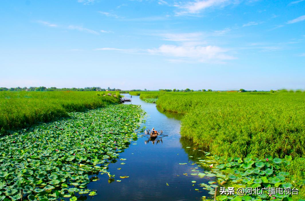 今日的白洋淀视频,现在白洋淀的情况
