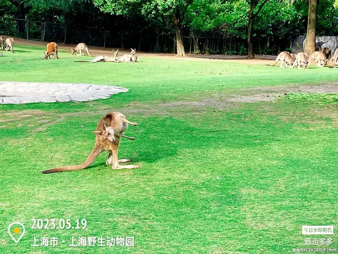 上海野生动物园和上海动物园,上海野生动物园过年营业时间
