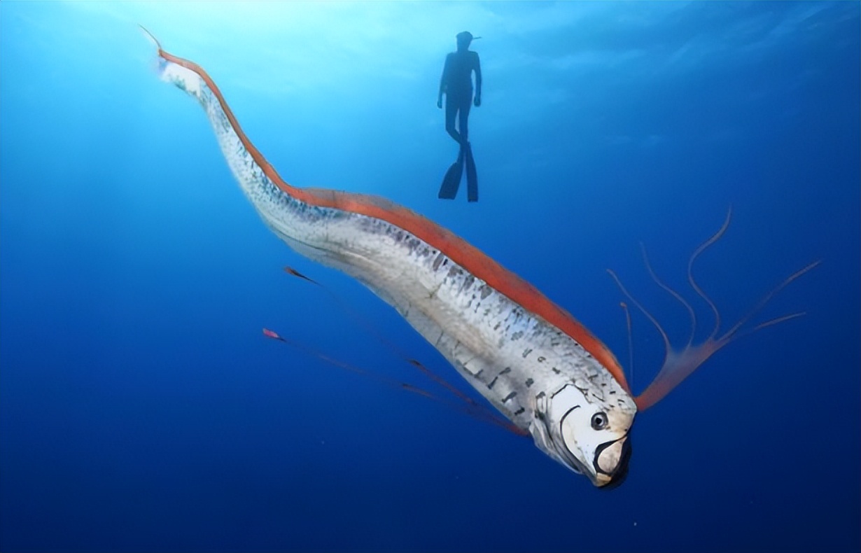 地震鱼现身日本代表什么,地震鱼现身和2020的灾难