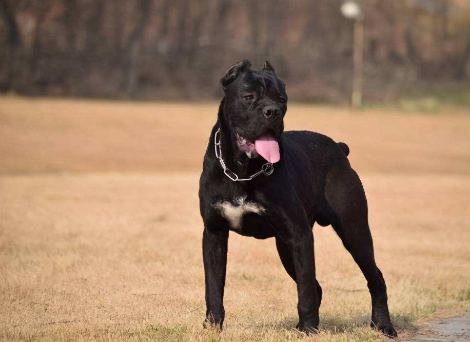 “卡斯罗”明明很优秀，为何养的人少，原因有7个