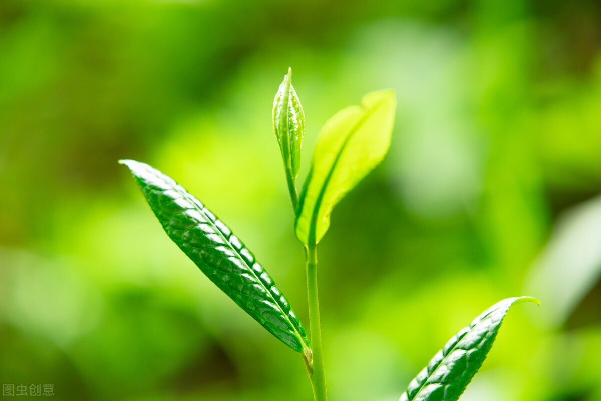 贵州最香的茶是什么茶类,贵州最出名的茶是什么茶