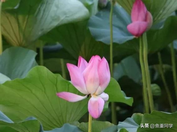 入伏这天天气预示什么,出伏当天天气好是啥预兆