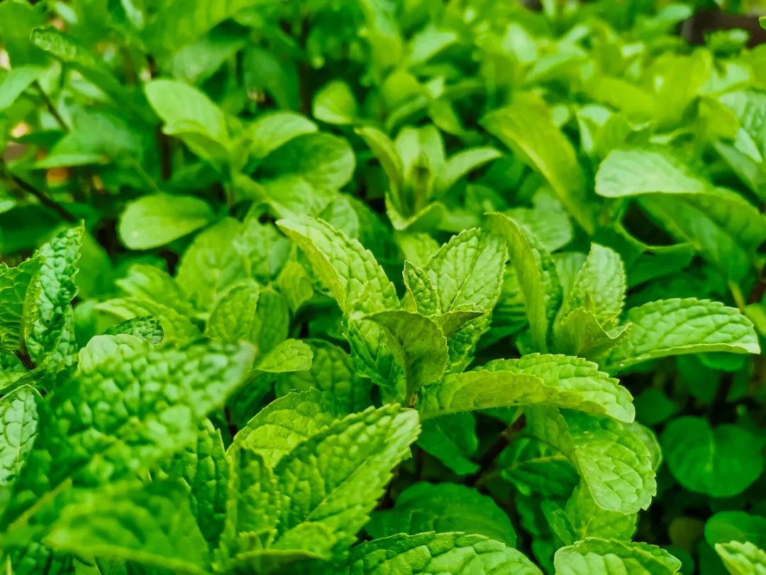 万物有灵|知我清凉疗痛伤——薄荷