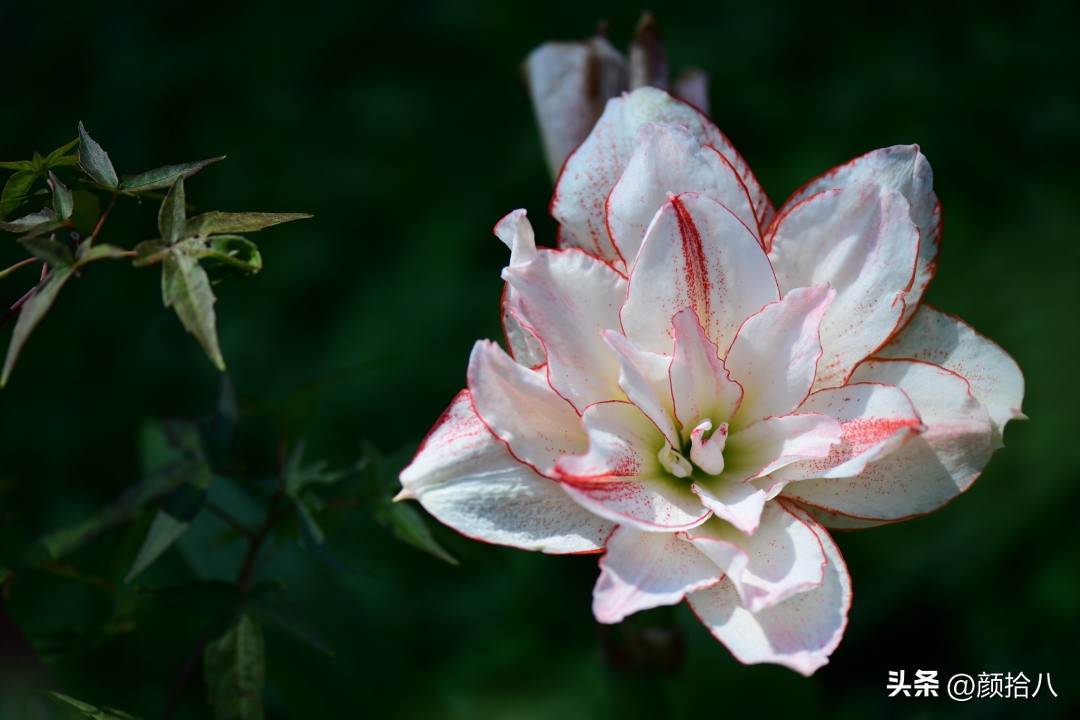 流放到菜地的花儿们，尽情绽放吧，不管在哪里｜园丁