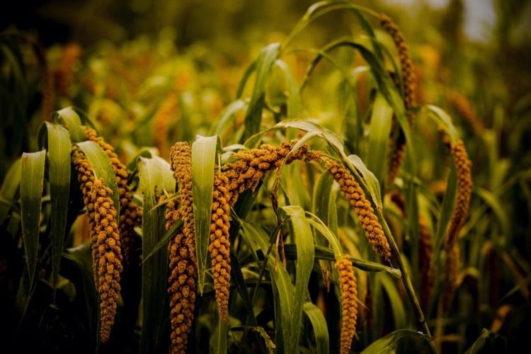 谷穗和狗尾草,谷穗和狗尾草的区别