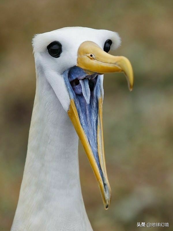 十大深海神秘巨型生物图片,天空拍到的像水母生物图