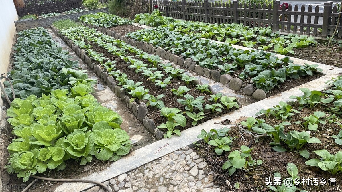 种什么蔬菜防病虫害,水培蔬菜种植如何解决虫害