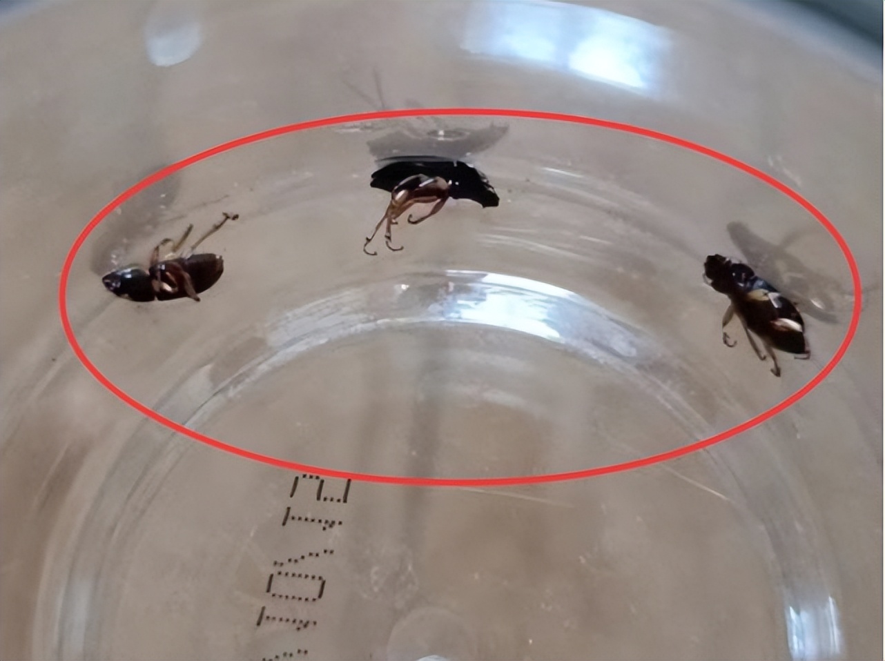 家里出现小黑蟑螂,人类投放蟑螂到火星