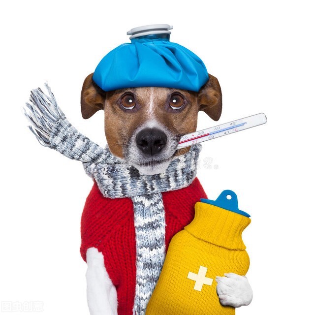 狗狗的感冒症状及治疗方法,狗狗拉肚子又感冒了怎么办