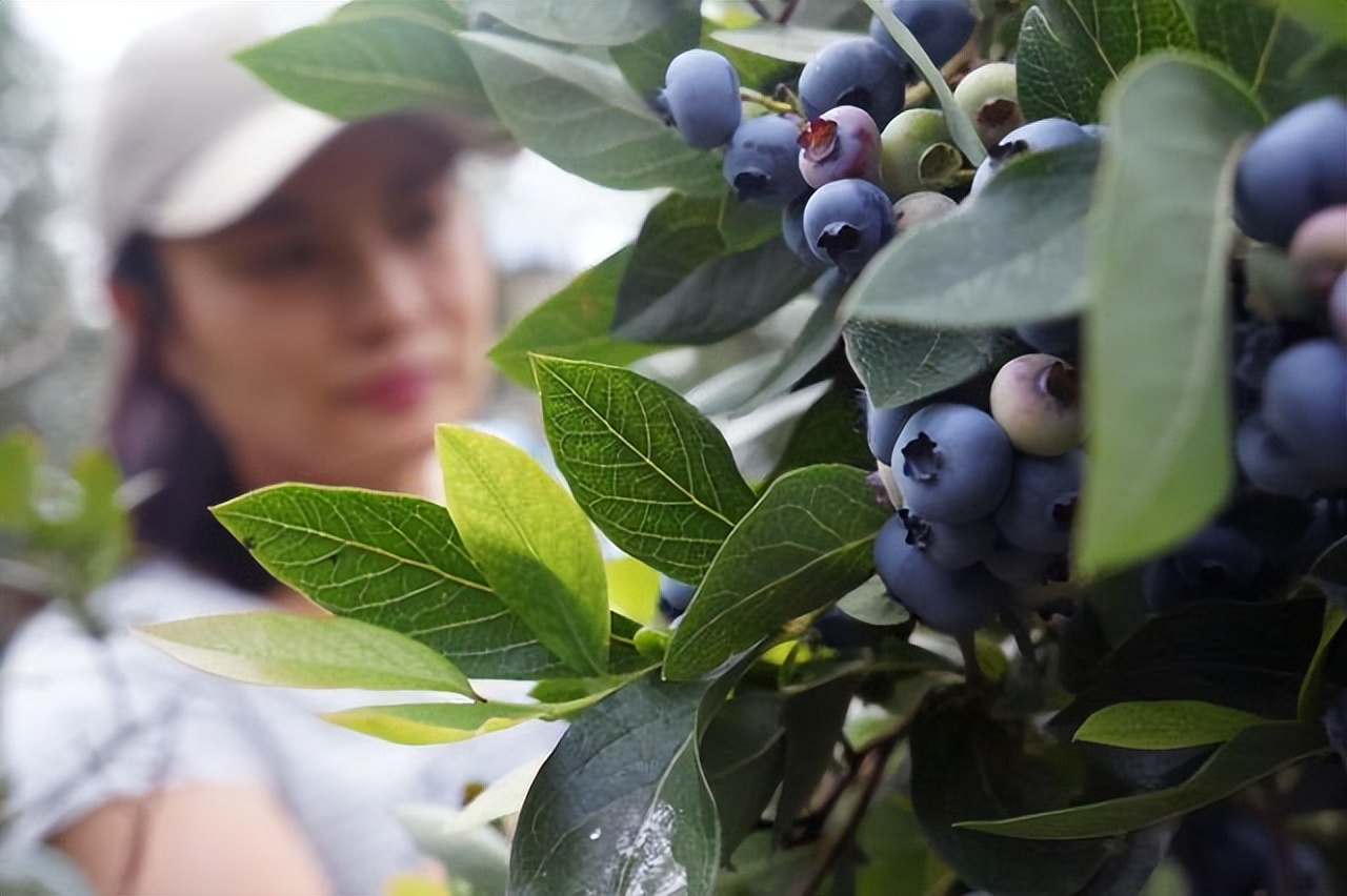 夏天的味道!房县夏日水果图鉴来啦