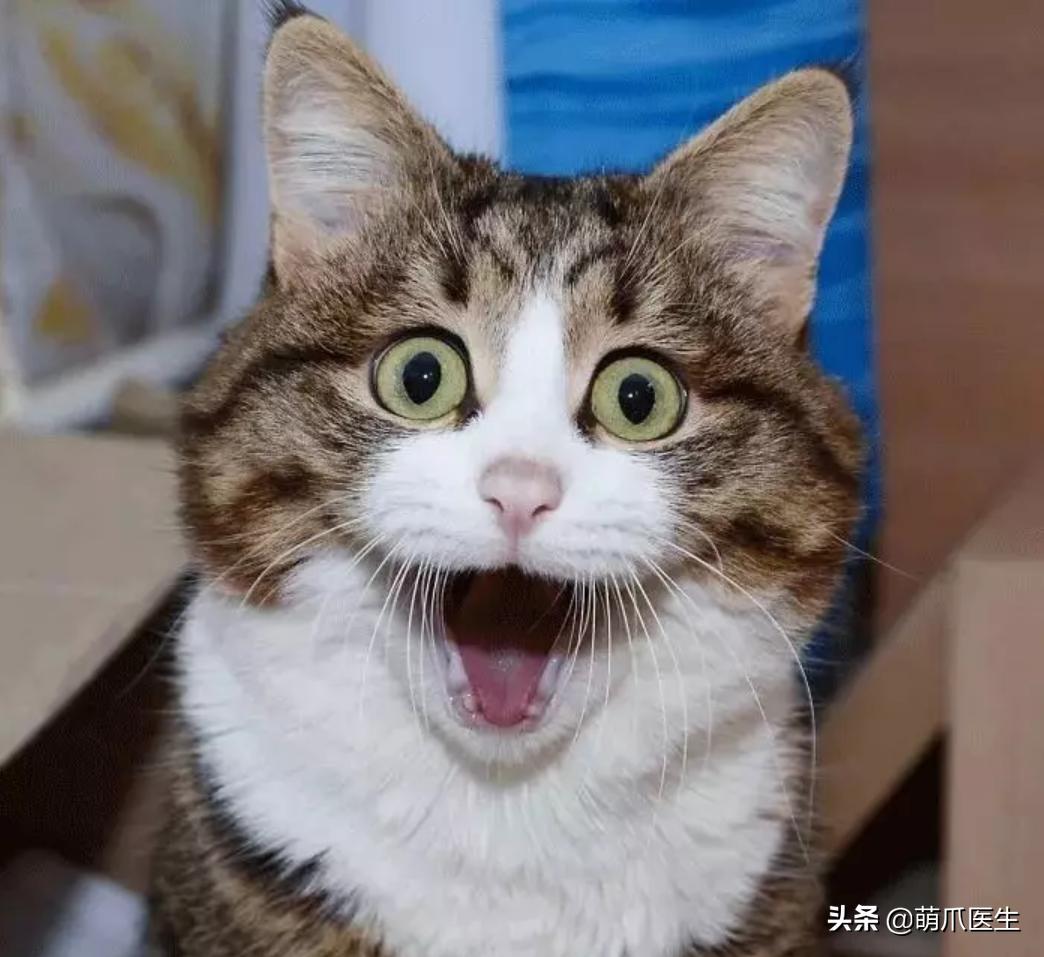 这只叫“长生”的猫咪，真实身份是美人鱼