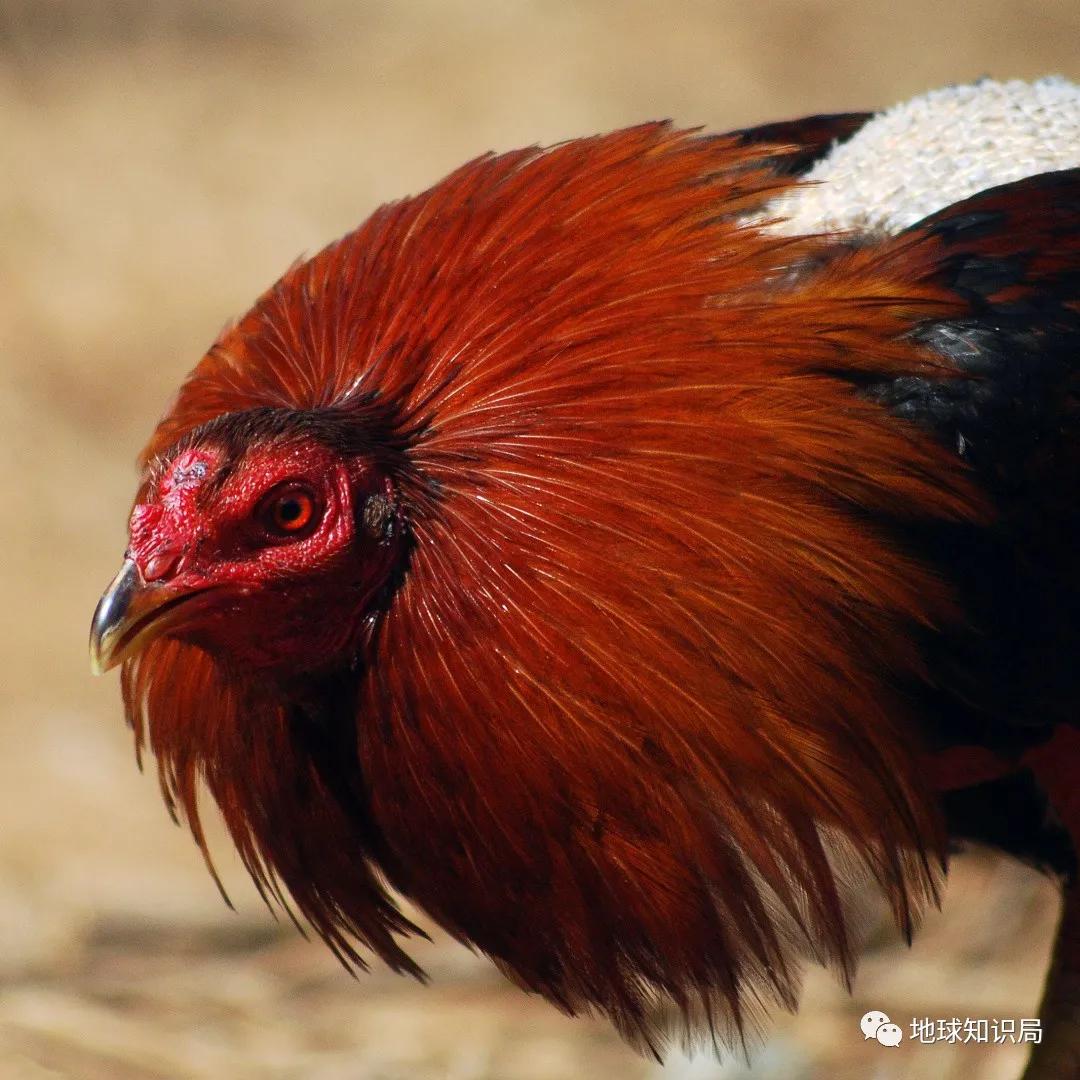 全球首例猪心移植人体内手术成功,美国医生首次将猪心移植入人体内