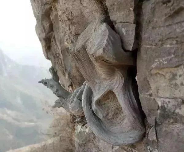 传说中的十大神木,传说中的辟邪神木