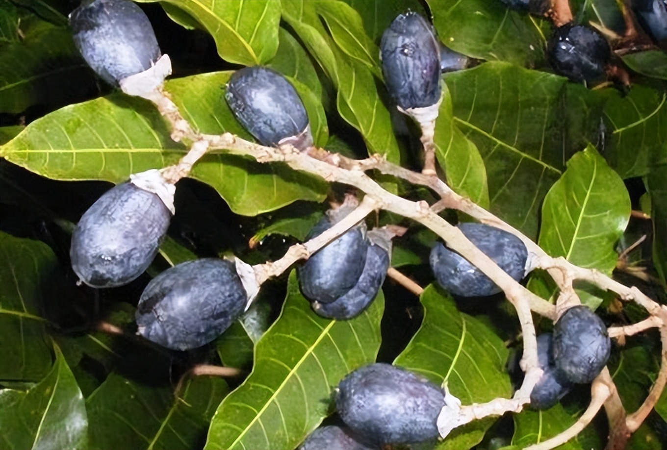 藤黄水果,藤黄科的水果有哪些