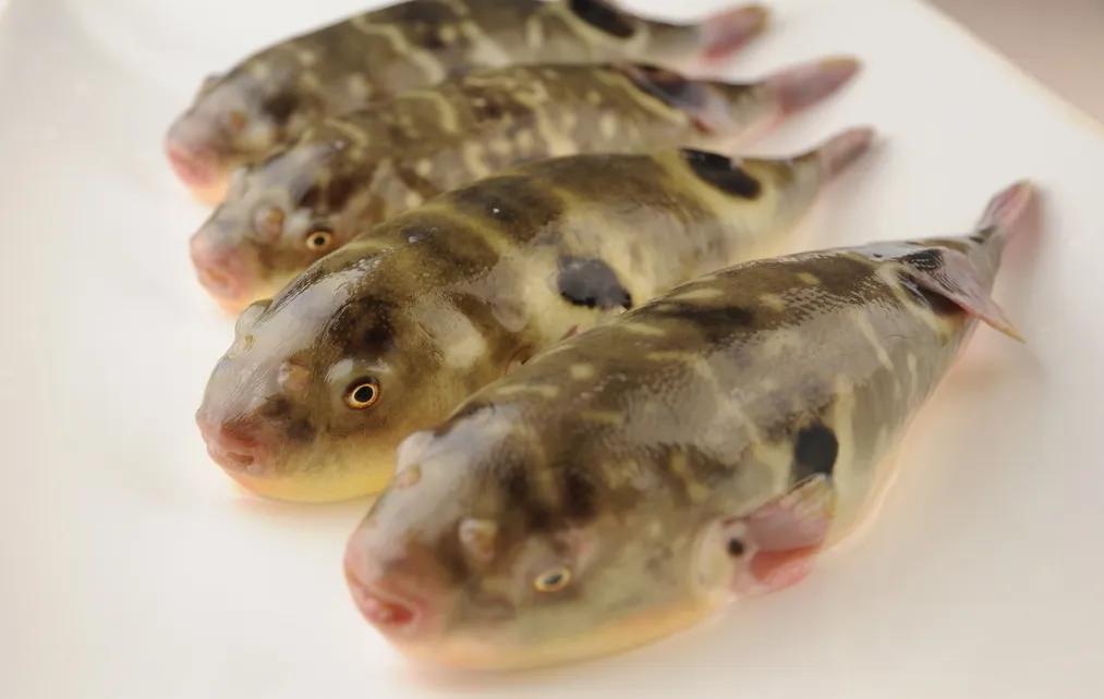 中国常见的淡水鱼全部图片,史上最全的淡水鱼图集