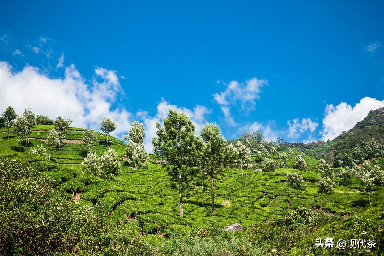 茶叶行业的未来发展趋势如何分析,2023年中国茶叶产业趋势