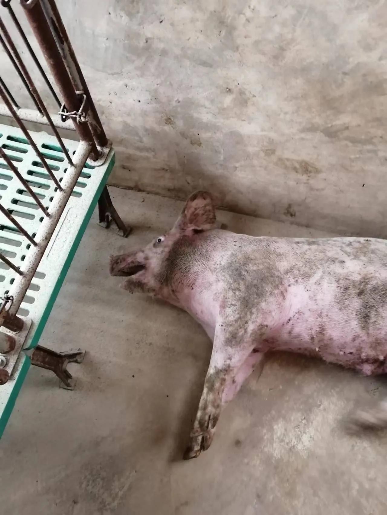 猪喘气打完氟苯尼考死是怎么回事,猪得腹式呼吸打磺胺跟氟苯会死吗