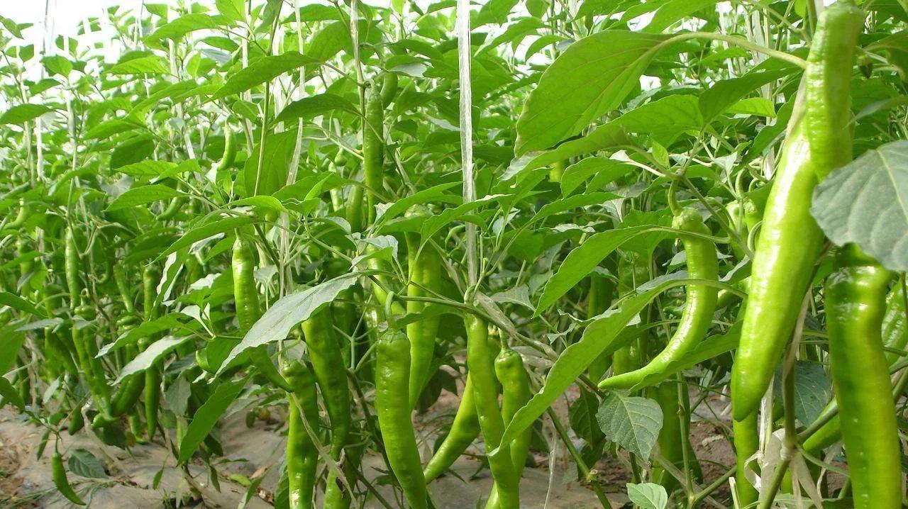 自制万能养花肥料,自制万能肥料的配方