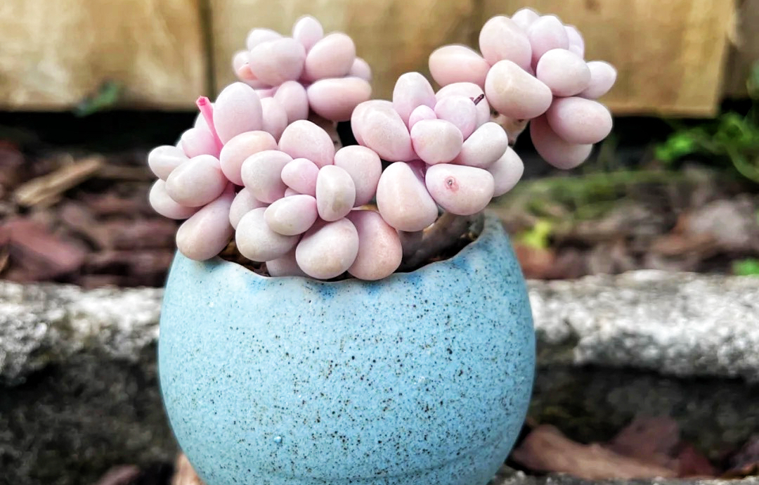 多肉其实随便养没必要讲究,多肉怎么养才能长得快又好还好看