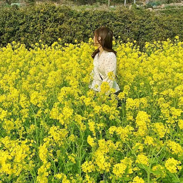 韩国花田美景图,韩国最美花海