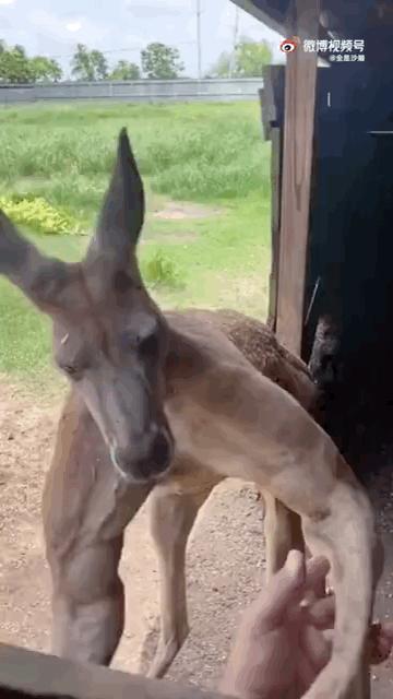 41万卡地亚后续,四十万买卡地亚被看不起