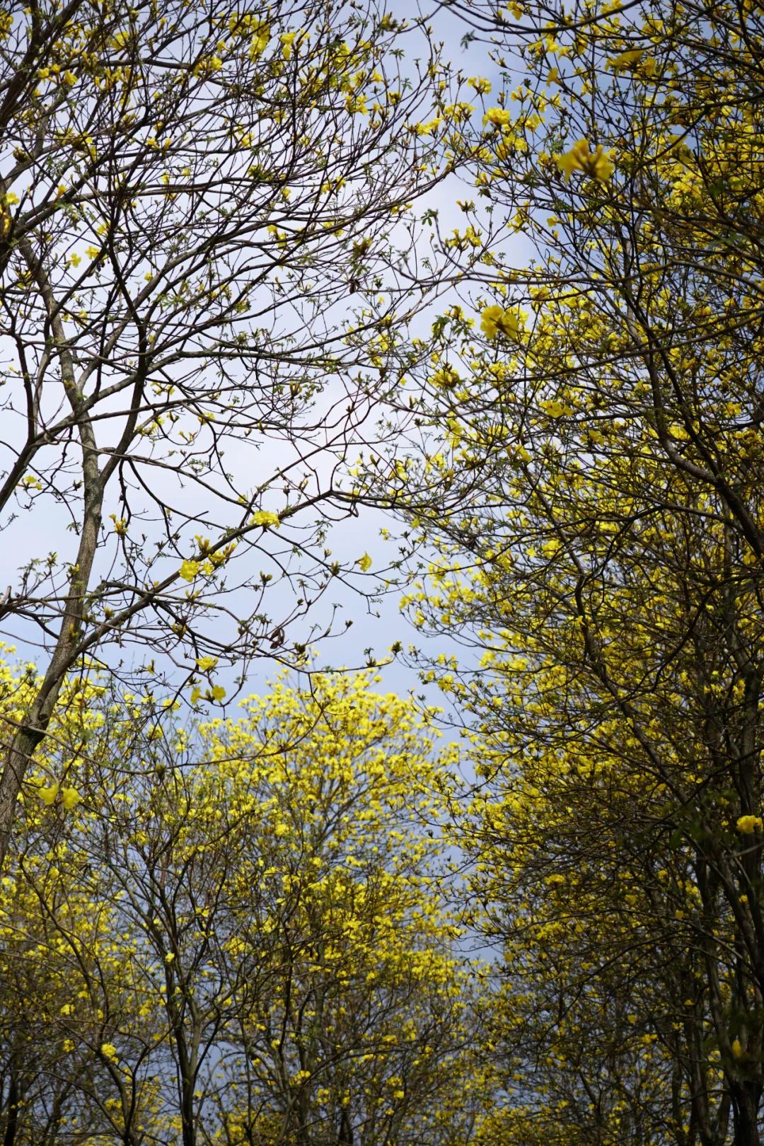 提前盛开！成都市区这个被偏爱的宝藏地又上新，即将刷爆全网