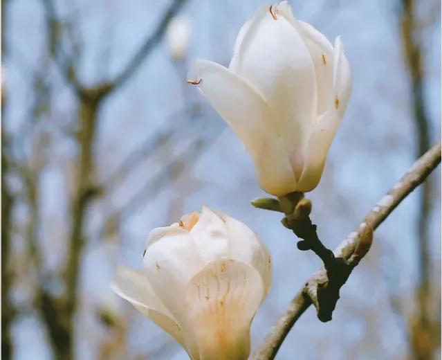 二月二龙抬头产品文案朋友圈句子,二月初一朋友圈文案短句