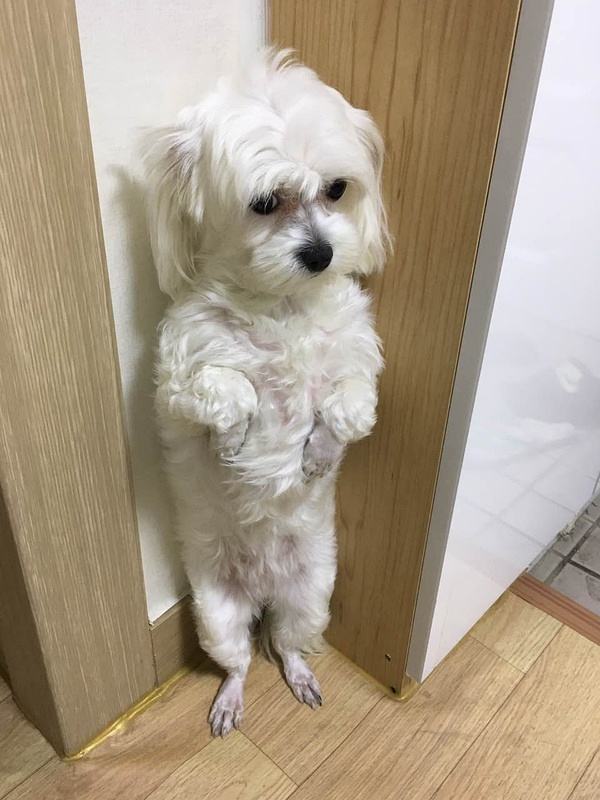 哪几种行为能让狗狗瞬间瘫痪,如何预防狗狗瘫痪