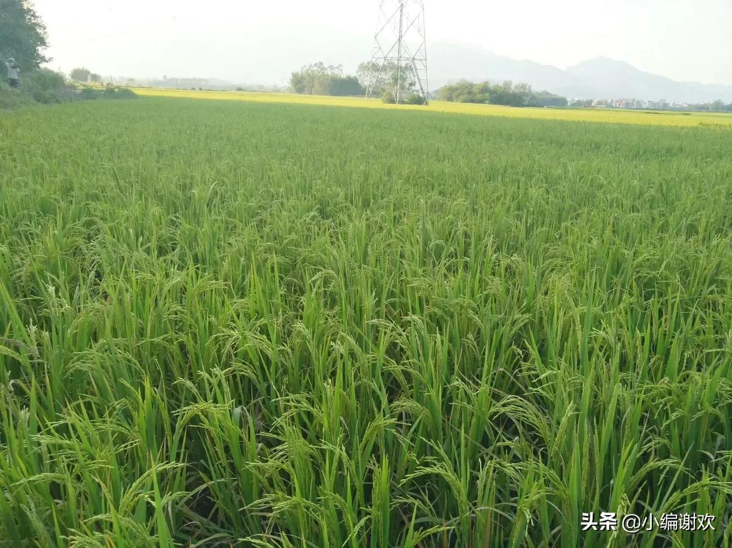 贵港市平南县思旺镇小学,广西贵港平南县思旺镇小学