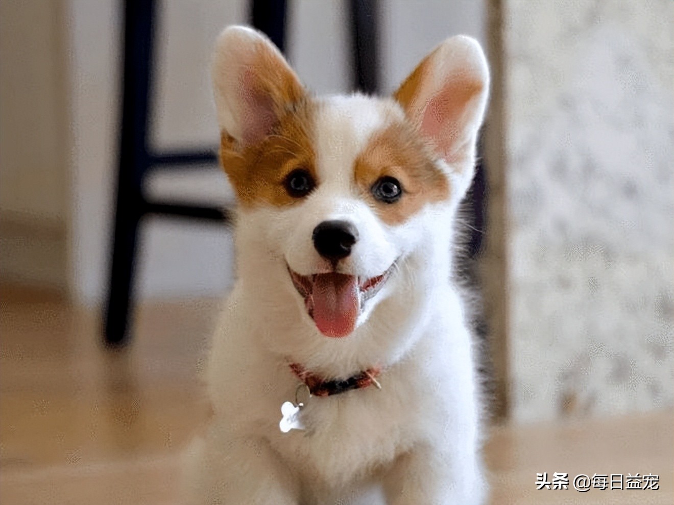 狗狗感冒症状及治疗方法,狗狗感冒什么症状吃什么药