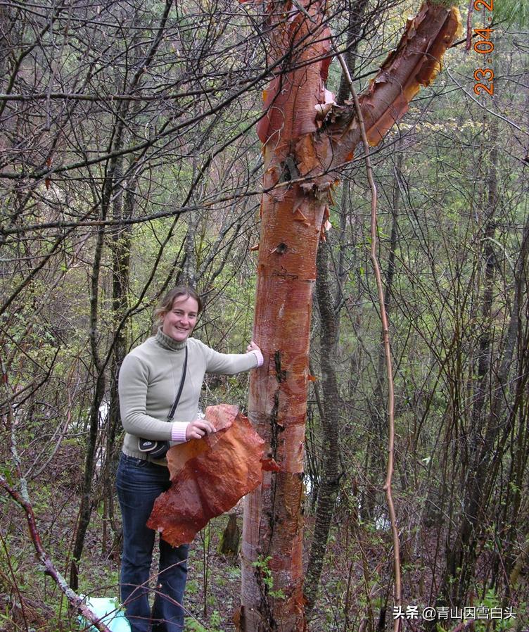 林地种植什么树种好且赚钱多,荒山种什么树收益最快
